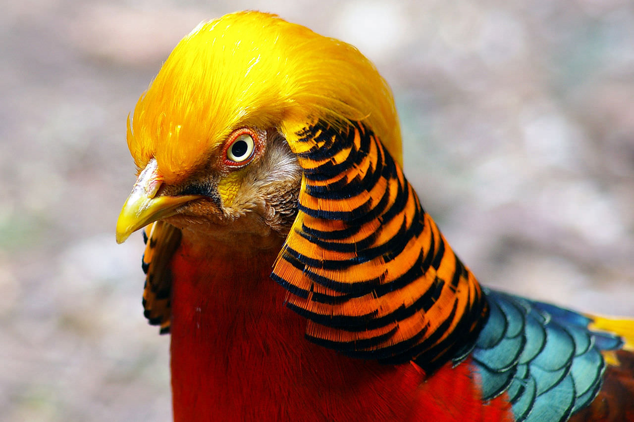 Pheasant Trump Blank Meme Template