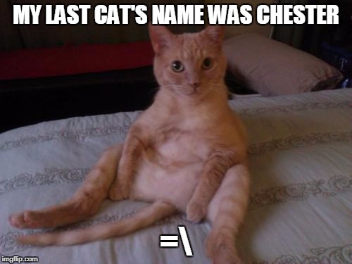 Chester The Cat Meme | MY LAST CAT'S NAME WAS CHESTER; =\ | image tagged in memes,chester the cat | made w/ Imgflip meme maker