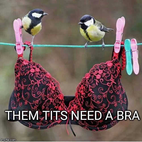 Bird Problems | THEM TITS NEED A BRA | image tagged in memes,funny,birds | made w/ Imgflip meme maker