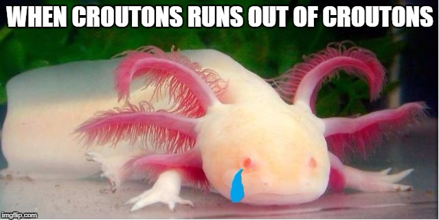 Sad Salamander | WHEN CROUTONS RUNS OUT OF CROUTONS | image tagged in sad,derp | made w/ Imgflip meme maker