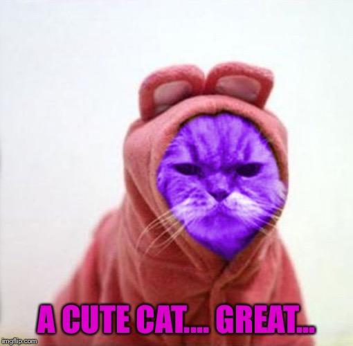 Sullen RayCat | A CUTE CAT.... GREAT... | image tagged in sullen raycat | made w/ Imgflip meme maker