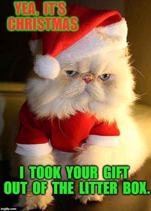 Santa Grumpy Cat | YEA,  IT'S  CHRISTMAS; I  TOOK  YOUR  GIFT  OUT  OF  THE  LITTER  BOX. | image tagged in santa grumpy cat | made w/ Imgflip meme maker