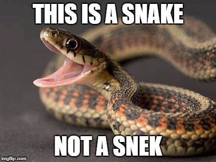 Snakes  | THIS IS A SNAKE; NOT A SNEK | image tagged in snakes | made w/ Imgflip meme maker