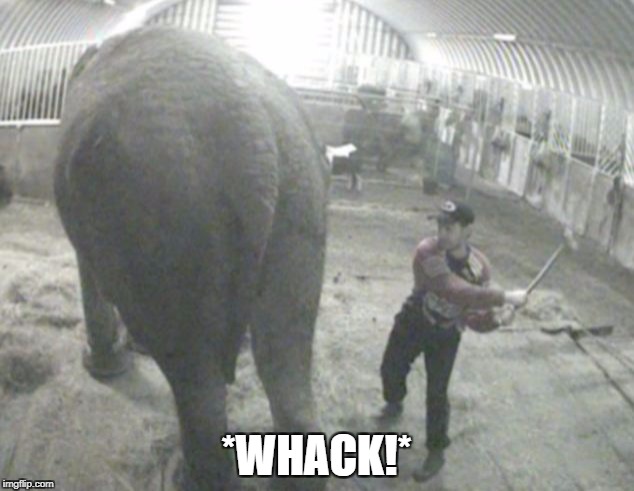 *WHACK!* | image tagged in elephant being beaten | made w/ Imgflip meme maker