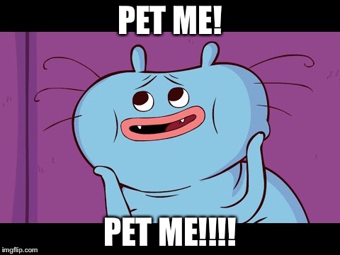 pet me! | PET ME! PET ME!!!! | image tagged in stupid,cats,pet me,krols,kud,nl | made w/ Imgflip meme maker