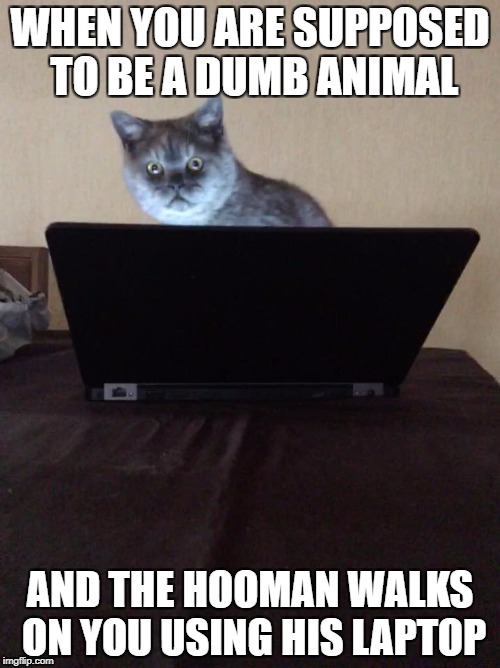WHEN YOU ARE SUPPOSED TO BE A DUMB ANIMAL; AND THE HOOMAN WALKS ON YOU USING HIS LAPTOP | image tagged in cat,laptop,working | made w/ Imgflip meme maker