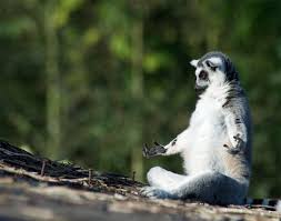 Zen lemur Blank Meme Template