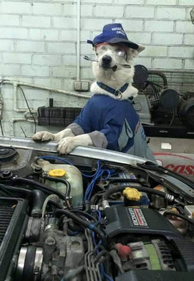 Dog Car Mechanic Blank Meme Template