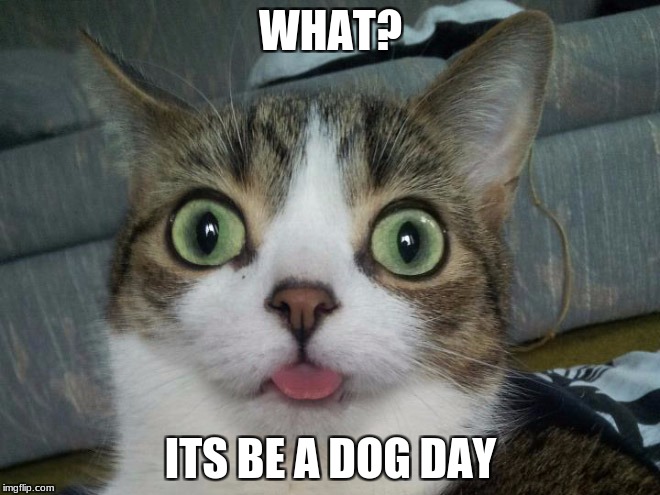 Be a Dog Day | WHAT? ITS BE A DOG DAY | image tagged in cat,derpy,derpy cat,dumb dog | made w/ Imgflip meme maker