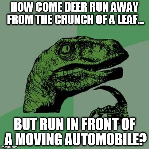 Philosoraptor | HOW COME DEER RUN AWAY FROM THE CRUNCH OF A LEAF... BUT RUN IN FRONT OF A MOVING AUTOMOBILE? | image tagged in memes,philosoraptor | made w/ Imgflip meme maker