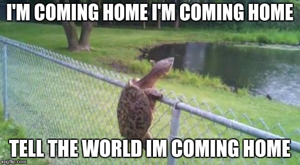 turtle fence escape | I'M COMING HOME I'M COMING HOME; TELL THE WORLD IM COMING HOME | image tagged in turtle fence escape | made w/ Imgflip meme maker