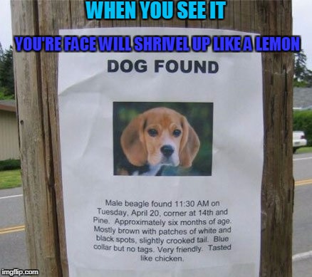 Those people should pray that Raydog doesn't find them. | WHEN YOU SEE IT; YOU'RE FACE WILL SHRIVEL UP LIKE A LEMON | image tagged in um what,dog | made w/ Imgflip meme maker