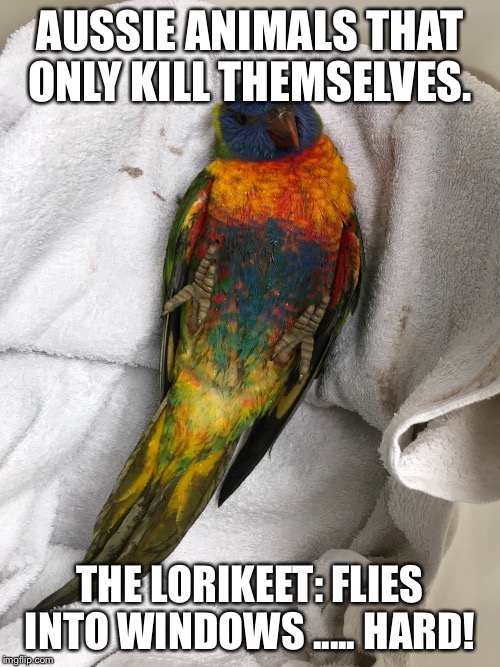 AUSSIE ANIMALS THAT ONLY KILL THEMSELVES. THE LORIKEET: FLIES INTO WINDOWS ..... HARD! | image tagged in funny,meanwhile in australia,australia | made w/ Imgflip meme maker