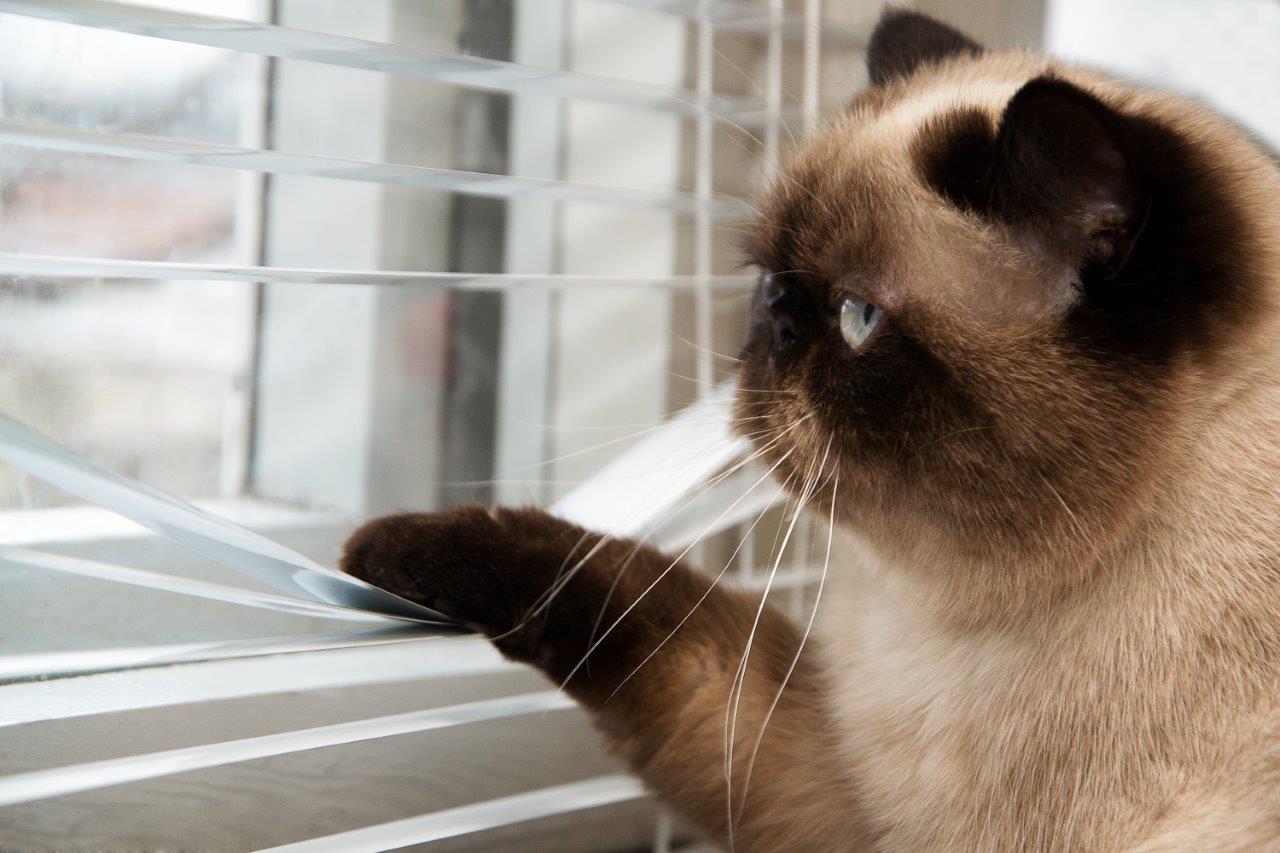 Cat looking out window Blank Meme Template