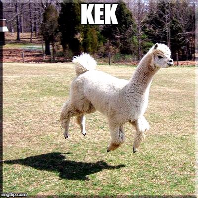 Alpaca Flying | KEK | image tagged in alpaca flying | made w/ Imgflip meme maker