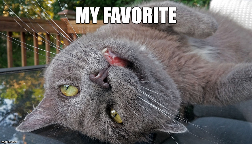Faded Cat | MY FAVORITE | image tagged in faded cat | made w/ Imgflip meme maker