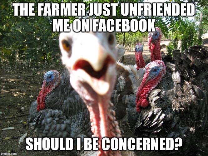 Turkeys | THE FARMER JUST UNFRIENDED ME ON FACEBOOK; SHOULD I BE CONCERNED? | image tagged in turkeys | made w/ Imgflip meme maker