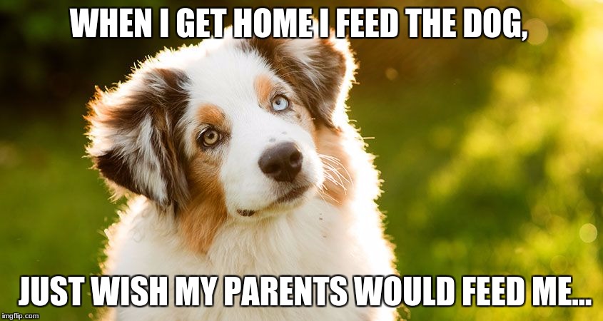 WHEN I GET HOME I FEED THE DOG, JUST WISH MY PARENTS WOULD FEED ME… | image tagged in dofee | made w/ Imgflip meme maker