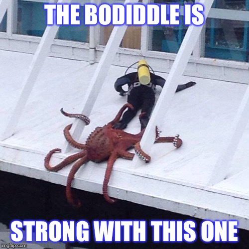 octopus | THE BODIDDLE IS; STRONG WITH THIS ONE | image tagged in octopus | made w/ Imgflip meme maker