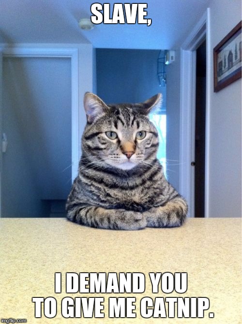 I Demand Catnip | SLAVE, I DEMAND YOU TO GIVE ME CATNIP. | image tagged in memes,take a seat cat | made w/ Imgflip meme maker