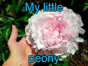 My little; peony | made w/ Imgflip meme maker