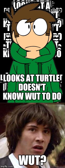 a title | LOOKS AT TURTLE DOESN'T KNOW WUT TO DO; WUT? | image tagged in turtle | made w/ Imgflip meme maker