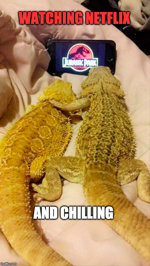 Date Night | WATCHING NETFLIX; AND CHILLING | image tagged in netflix and chill,netflix,funny animals,funny,cute animals | made w/ Imgflip meme maker