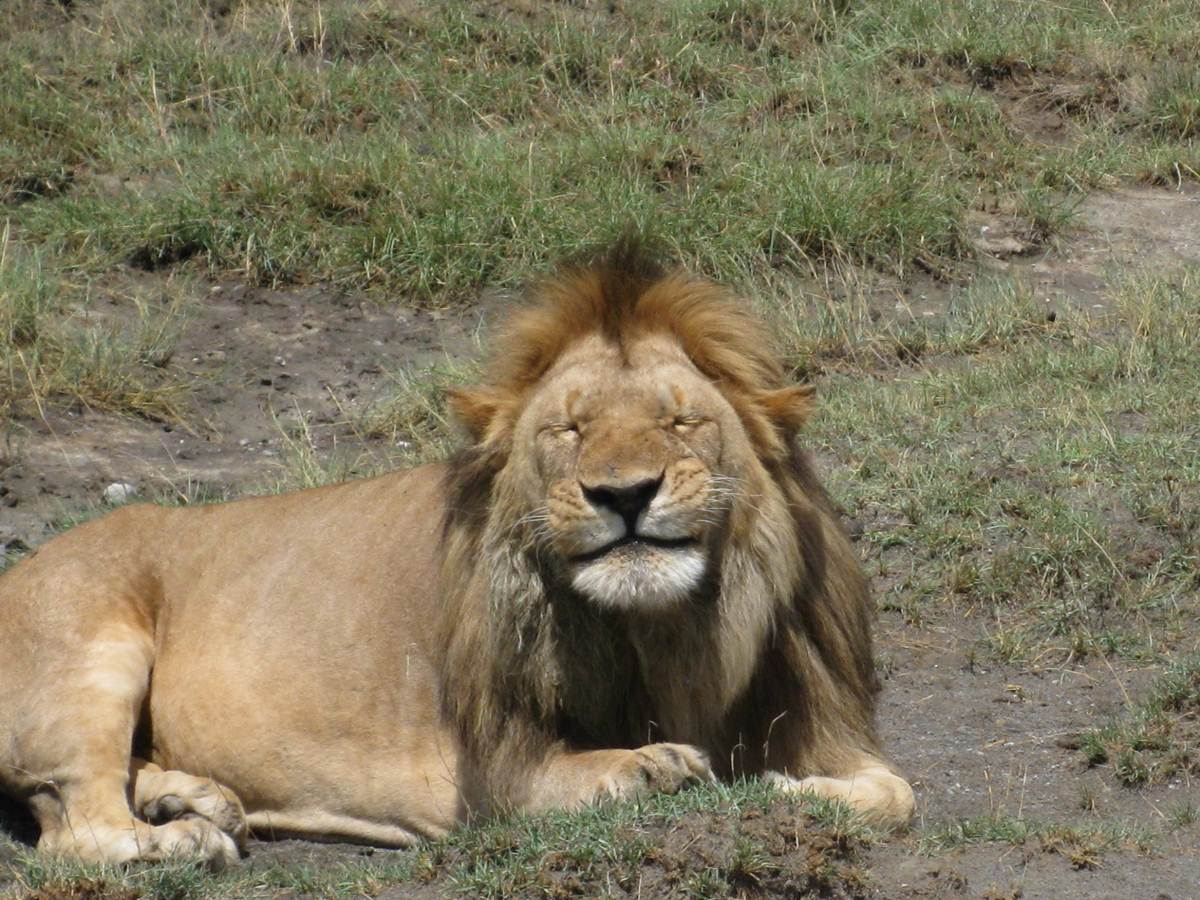 feels gooood Blank Meme Template