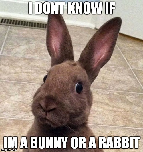 confuzed bunny | I DONT KNOW IF; IM A BUNNY OR A RABBIT | image tagged in confuzed bunny | made w/ Imgflip meme maker