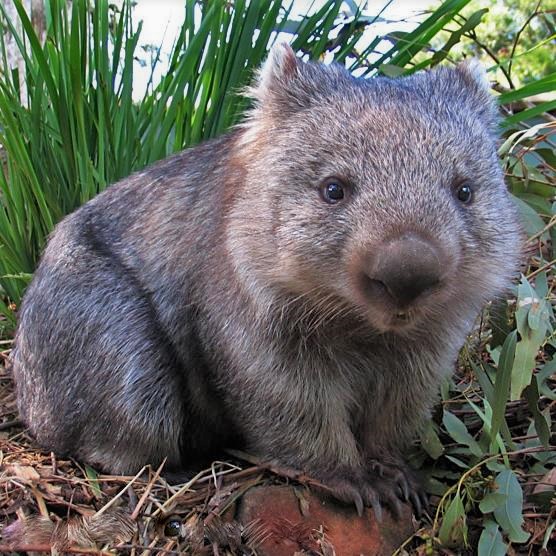 wombat Blank Meme Template