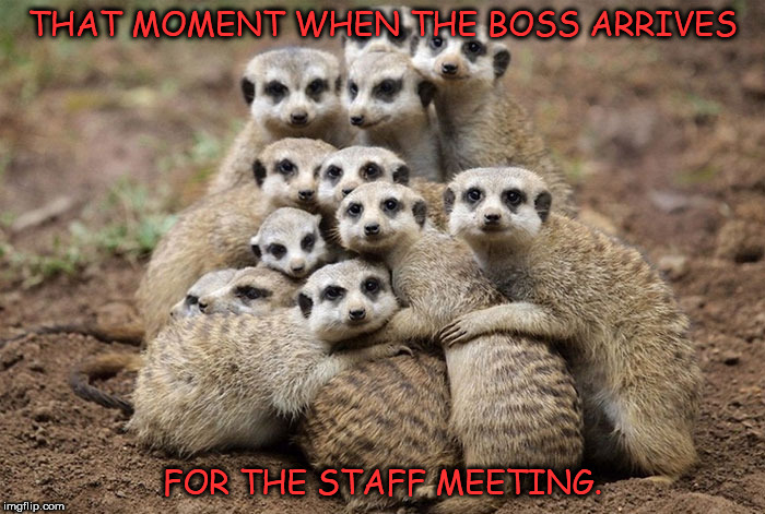 Animals Hugging | THAT MOMENT WHEN THE BOSS ARRIVES; FOR THE STAFF MEETING. | image tagged in animals hugging | made w/ Imgflip meme maker