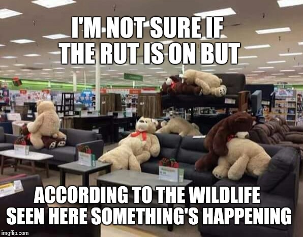 The rut is on | I'M NOT SURE IF THE RUT IS ON BUT; ACCORDING TO THE WILDLIFE SEEN HERE SOMETHING'S HAPPENING | image tagged in bear,deer,imgflip,memes,hunter,hunting | made w/ Imgflip meme maker