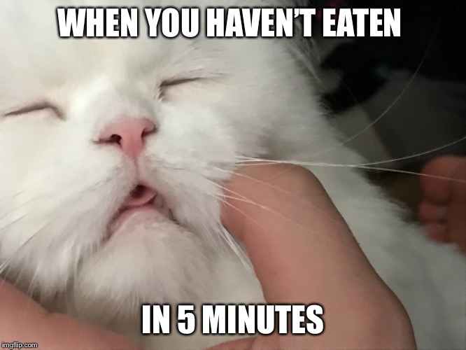 Ughhhhhh | WHEN YOU HAVEN’T EATEN; IN 5 MINUTES | image tagged in hungry,stoned,fat cat | made w/ Imgflip meme maker