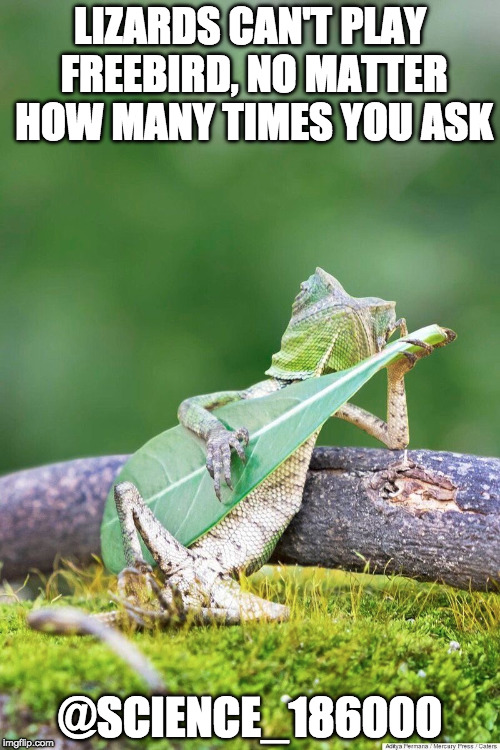 Freebird Lizard | LIZARDS CAN'T PLAY FREEBIRD, NO MATTER HOW MANY TIMES YOU ASK; @SCIENCE_186000 | image tagged in science,lizard,guitar,music,lynyrd skynyrd,funny | made w/ Imgflip meme maker