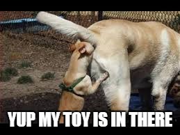 YUP MY TOY IS IN THERE | image tagged in dogs | made w/ Imgflip meme maker