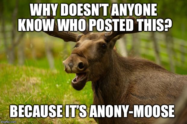 Anonymous Meme Week - Nov 20-27 - A ? Event | WHY DOESN’T ANYONE KNOW WHO POSTED THIS? BECAUSE IT’S ANONY-MOOSE | image tagged in bad pun moose,anonymous meme week | made w/ Imgflip meme maker