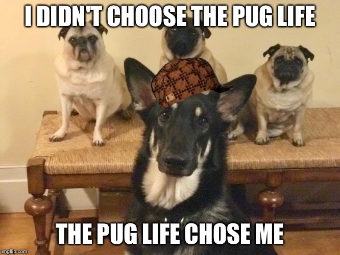 I DIDN'T CHOOSE THE PUG LIFE; THE PUG LIFE CHOSE ME | image tagged in klaus,scumbag | made w/ Imgflip meme maker