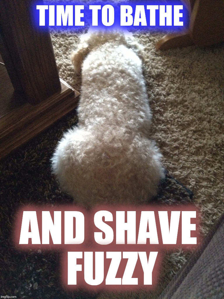 My dog Fuzzy | TIME TO BATHE; AND SHAVE FUZZY | image tagged in fuzzy,dogs | made w/ Imgflip meme maker