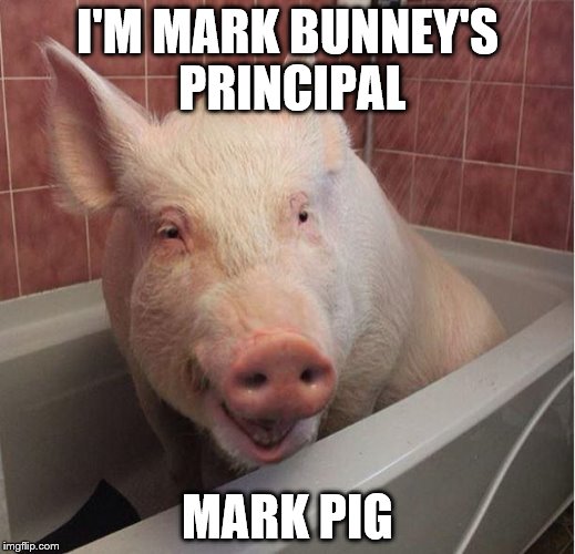 pig in bathtub | I'M MARK BUNNEY'S PRINCIPAL; MARK PIG | image tagged in pig in bathtub | made w/ Imgflip meme maker