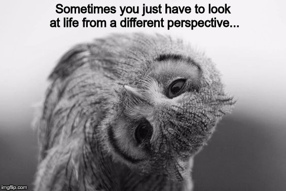Owl with head tilted to the side | Sometimes you just have to look at life from a different perspective... | image tagged in owl with head tilted to the side | made w/ Imgflip meme maker