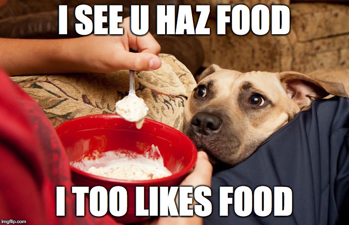 This is my dog every night. | I SEE U HAZ FOOD; I TOO LIKES FOOD | image tagged in dog,begging,food,funny | made w/ Imgflip meme maker