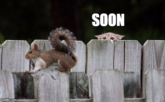 Soon , You Will Be Mine | SOON | image tagged in soon,revenge,cat,squirrel | made w/ Imgflip meme maker
