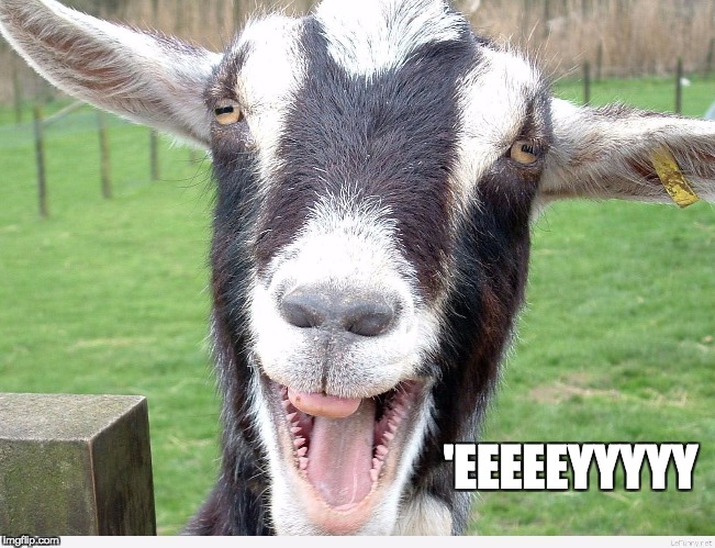 Every time I tell a joke that offends someone be like | 'EEEEEYYYYY | image tagged in bad punchline goat,ey,bad joke | made w/ Imgflip meme maker