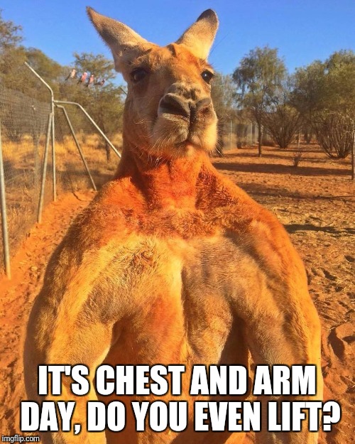 Kangaroo Gainzzz | IT'S CHEST AND ARM DAY, DO YOU EVEN LIFT? | image tagged in gym,kangaroo | made w/ Imgflip meme maker