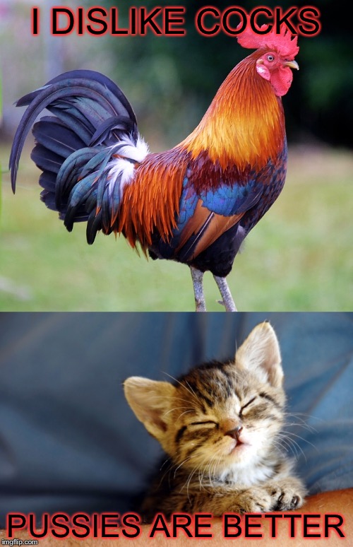 I tried | I DISLIKE COCKS; PUSSIES ARE BETTER | image tagged in animals,nfsw weekend | made w/ Imgflip meme maker