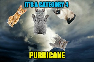 It's pretty windy here. Kinda worried we're going to get a tornado | IT'S A CATEGORY 4; PURRICANE | image tagged in memes,funny,cats,hurricane,tornado | made w/ Imgflip meme maker