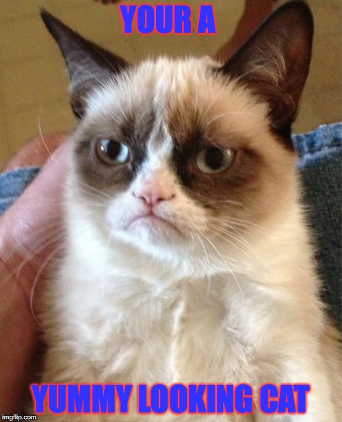 Grumpy Cat Meme | YOUR A YUMMY LOOKING CAT | image tagged in memes,grumpy cat | made w/ Imgflip meme maker