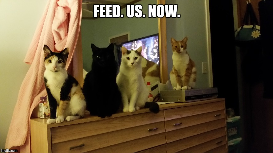 FEED. US. NOW. | image tagged in cats,funny,memes | made w/ Imgflip meme maker