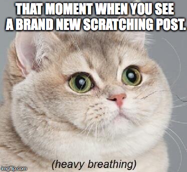 Heavy Breathing Cat | THAT MOMENT WHEN YOU SEE A BRAND NEW SCRATCHING POST. | image tagged in memes,heavy breathing cat | made w/ Imgflip meme maker