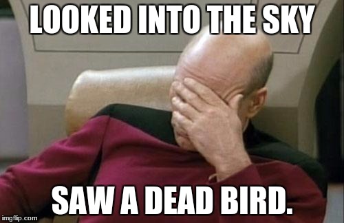 Captain Picard Facepalm Meme | LOOKED INTO THE SKY; SAW A DEAD BIRD. | image tagged in memes,captain picard facepalm | made w/ Imgflip meme maker